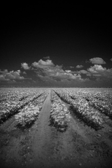 Landscape in portrait orientation of a soybean crop taken with an IR filter. The bushy crops appear brighter colored for reflecting the IR light and the sky which has a few clouds in it, fades to a dark pitch black at the top of the frame.