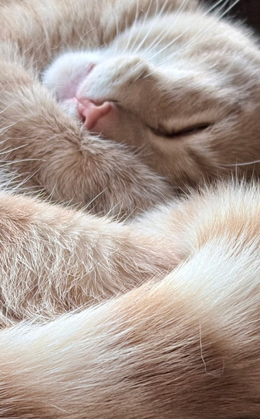 sleeping orange kitten fills the frame, in successive ridges of tail, back leg, front leg, other leg, head, shoulder…almost like a mountain range going into the distance. His head is top down and you can see one eye, nose and mouth.