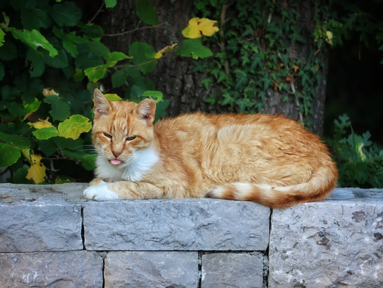 A ginger tabby cat with white markings on its face and paws lies stretched out on a stone wall made of large rectangular blocks, its tongue protruding. The background features dense green foliage and a tree trunk, with yellow and green leaves visible.
