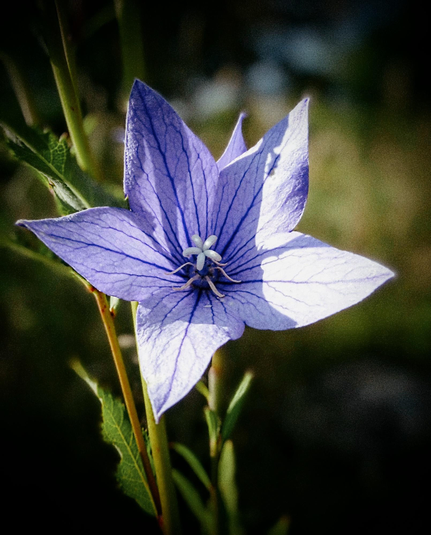 A close up image of a purple bloon flower.