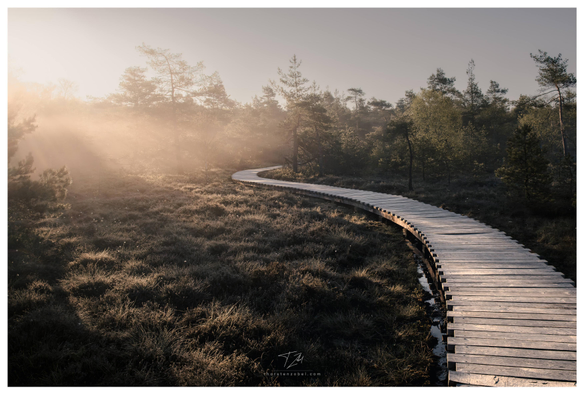 The sun rises over a misty moor, bathing the scene in warm light. A winding boardwalk stretches from the right into the heart of the moor. Scattered trees dot the otherwise rather barren, water-crisscrossed moorland.