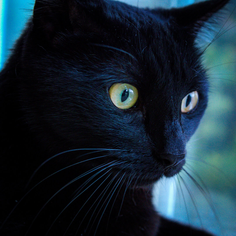 A high-contrast profile photo of an alert sleek black cat with wide open bright yellow eyes and long, thin white whiskers reflecting the light.