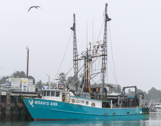 A color landscape photo of a medium sized commercial fishing boat next to a dock. The boat's hull is light blue with "Noah's Ark" painted on the bow. It points toward the left. The cabin is painted white and there are two very tall outriggers. On the back is a large spool of net. There's a low uniform cloud (fog) cover and a seagull is flying toward the left in the top left corner. 