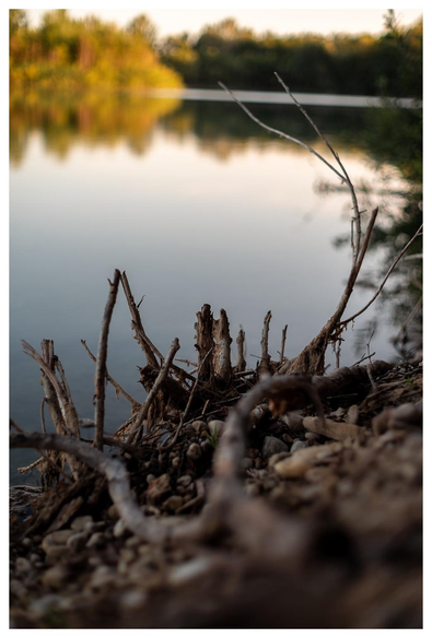 Ein toter Ast liegt an einem See und weist den Weg zum anderen Ufer.