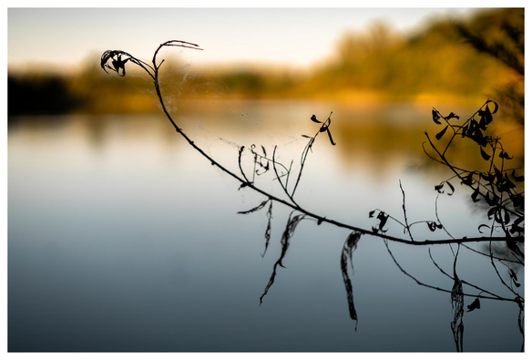Ein Zweig mit irgendeinem Insektengespinst als Silhouette vor einem See.
