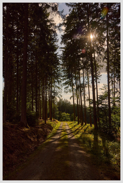 Wide vertical image of a trail in a forest. The trail is lined by tall trees, the foreground is in the shade. The sun is peeking through the canopy in the top right. In the background, the trail is lit by warm sunlight.