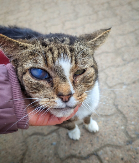 Close-up of a tabby-and-white cat with a cloudy, opaque blue right eye, being gently scratched on the chin by a person wearing a light-purple jacket. The cat's white paws rest on a rough, cracked, light-coloured pavement. Despite the apparent vision impairment, the cat appears calm and trusting.