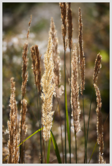 Vertical image of partly opened bushgrass ears backlit by warm sunlight.