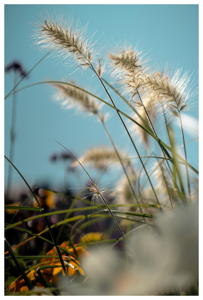 Gelblich puscheliges Gras (??) vor hellblauem Himmel. 