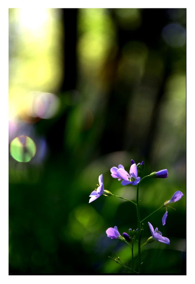 Licht und Schatten im Wald. Schaumkraut steht auf der Wiese.
