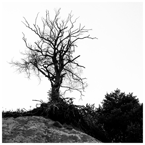 Blick von unten nach oben entlang einer Steilklippe. Ein Baum steht direkt an der Klippe und ist schon beachtlich nach vorn gekippt. Er hängt sozusagen direkt über dem Betrachter. Bild entstand vor drei Jahren, vielleicht ist der Baum schon abgestürzt.