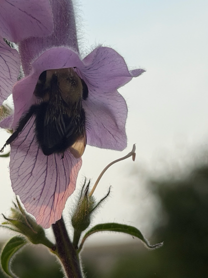 Bee at work inside a pink foxglove, morning sun shining through it.