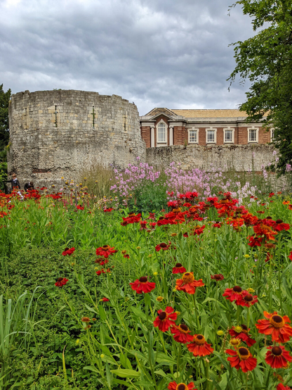 Close-up of a fiery red helenium flowers in the foreground and light pink meadow rue flowers blooming behind. In the background, a massive, weathered stone Roman tower stands next to the brick Yorkshire Museum building under an overcast, cloudy sky.