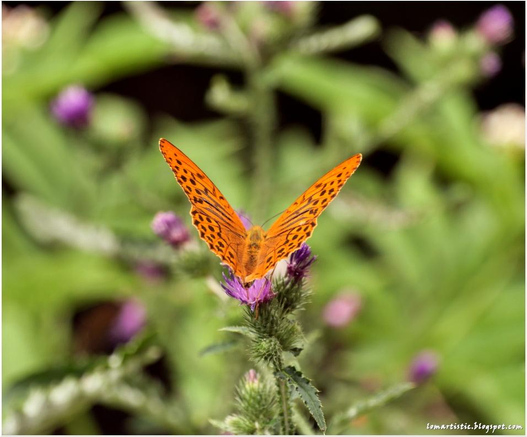 oranger Schmetterling mit halb geöffneten Flügeln auf einer Blüte
