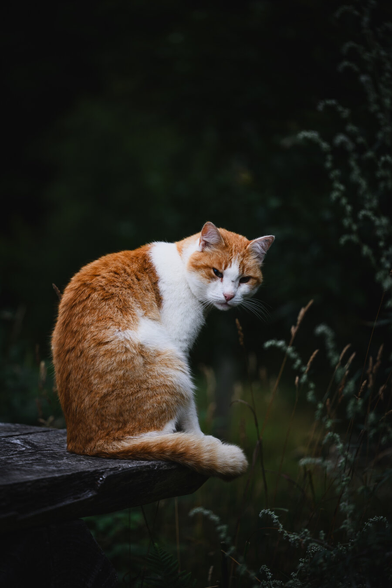A vertical photograph of an orange tabby cat, sitting upright on an old wooden picknick table in a clearing. The cat, sitting on the corner of the worn, dark grey wooden table sits with its back to the left, body facing to the right and head turned to look straight toward the camera and tilted slightly down.

Behind the cat is a dark forest clearing with some tall golden grass and a lush green out of focus tree background.