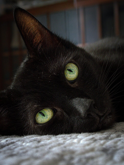 Close-up of a black cat resting her head on a textured white bedspread. She is looking directly at the camera with large yellow-green eyes with slit pupils and her sharp pointed ear is up and alert.