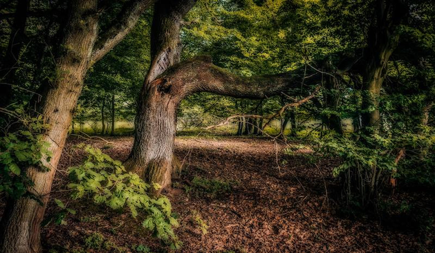 Eine Szene aus dem Wald. Neben anderen Bäumen sieht man einen starken Baum an dem ein sehr großer Ast teilweise abgebrochen ist und nun quer weiter wächst.