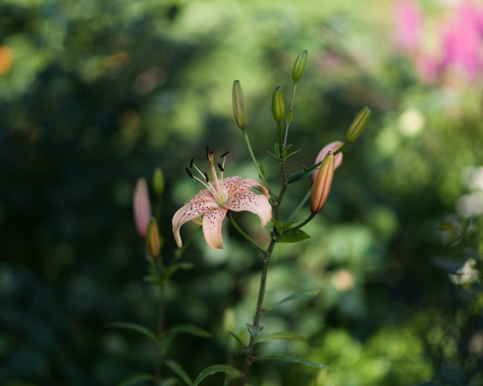 The image captures a close-up view of a lily with distinct coloration. The flower in the foreground is fully bloomed, displaying pale pink petals edged with darker tones and speckled with small dark spots throughout its surface. Its center is marked by pinkish stamens extending from a central point where the pistil resides. There are several unfurled lily buds around the flower, colored mostly green with peach tint.

The background is a soft blur of greenery interspersed with hints of other flowering plants, suggesting that the lily grows in an outdoor garden or similar natural setting during what appears to be daylight hours.