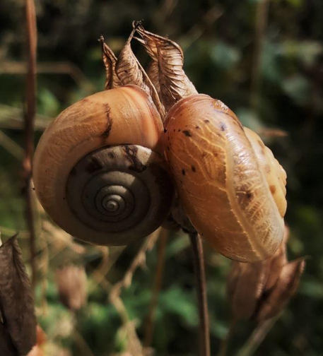 zwei junge Gehäuseschnecken in einem sehr schönen beigefarbenen Farbton mit ein paar dunklen braunen Flecken auf den Gehäusen, befinden sich ganz eng beieinander an einem trockenen hellbraunen Blütenstengel. Zwei ebenfalls kleine trockene zusammengerollte Blätter sind hinten der Schneckchen.