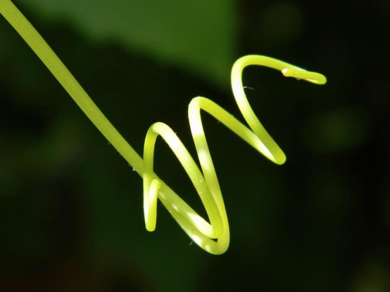 The coiled trendril of a bright-green grapevine in sunlight. The vine enters the frame from the top left corner in this close-up photo and spirals in mid-air from the lower left toward the upper right, with just a few curliques. In the background are blurred leaves in deep shade.


