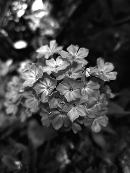 Black and white photo with a cluster of flowers with delicate petals in center focus.