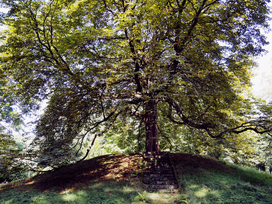 Eine Kastanie auf einem kleinen Hügel, viele Zweige und Äste wachsen von einem dicken Stamm nach oben und bilden eine mächtige Krone mit tausenden grünen Blättern. Eine Treppe führt auf den Stamm des Baumes zu. Das Bild flirrt in der Sommerhitze; es sieht fast wie ein Gemälde im Stil des Pointillismus aus.

A chestnut tree on a small hill; numerous twigs and branches grow upwards from a thick trunk, forming a mighty crown with thousands of green leaves. A flight of steps leads up to the tree’s trunk. The image shimmers in the summer heat; it almost looks like a painting in the Pointillist style.
