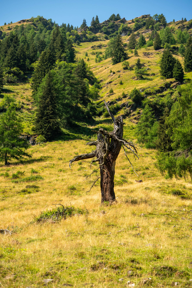 Das Bild zeigt eine sonnendurchflutete, alpine Berglandschaft an einem klaren Tag unter blauem Himmel. Im Bildvordergrund und Mittelgrund erstreckt sich eine weite, leicht wellige Wiese, deren Gras überwiegend trocken, strohig und goldgelb gefärbt ist, durchsetzt mit einigen grünen Halmen. Zentral im Mittelgrund steht die markante Ruine eines abgestorbenen, alten Baumes. Von seinem dicken, dunkelbraunen und tief gefurchten Stamm ragen nur noch wenige, teils bizarre, kahle Aststümpfe in verschiedene Richtungen, während die Krone komplett abgebrochen ist. Hinter dieser Wiese steigt der Hang steil nach oben an und geht in eine saftig grüne Berglandschaft über. Dieser Hang ist dicht mit zahlreichen gesunden, dunkelgrünen Nadelbäumen – hauptsächlich Tannen oder Fichten – sowie helleren, feineren Lärchen bewachsen. Zwischen den Baumgruppen blitzen immer wieder steile, grasbewachsene Lichtungen hervor. Ganz oben am Horizont schließt der Berghang mit felsigen, teils spärlich bewachsenen Kuppen ab, die sich scharf gegen den wolkenlosen Himmel abzeichnen. Das Sonnenlicht fällt steil von oben ein und wirft kurze, dunkle Schatten unter die Bäume und den markanten Baumstumpf.