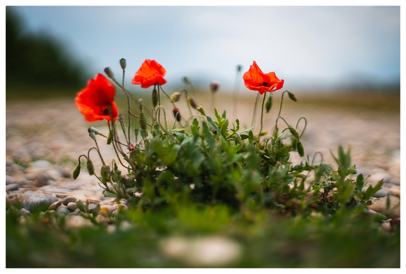 Drei etwas mickrige Mohnblüten wachsen mitten auf einem Feldweg. 