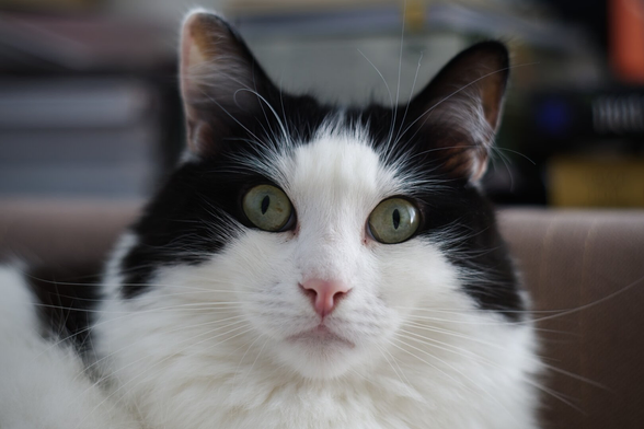 A close-up portrait of a fluffy black-and-white cat with a surprised look on his face.
