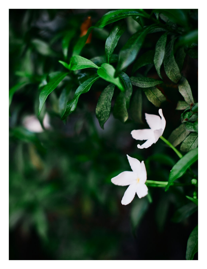 A couple of pinwheel flowers.