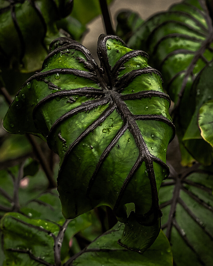 A type of elephant ear plant called the Pharoah’s Mask. The green leaves are segmented by black lines stemming out from the middle.