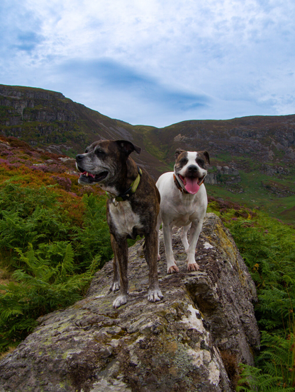 Two dogs standing on a large lichen covered boulder on a mountainside. The dog on the left is a dark brown brindle boxer staff mix and is looking off to the left. The dog on the right is a white staffy cross with brindle eyepatches and she is looking directly at the camera with her tongue hanging out. The boulder is surrounded by lush green ferns and patches of purple heather. In the background, a craggy mountain rises into a moody, overcast sky.