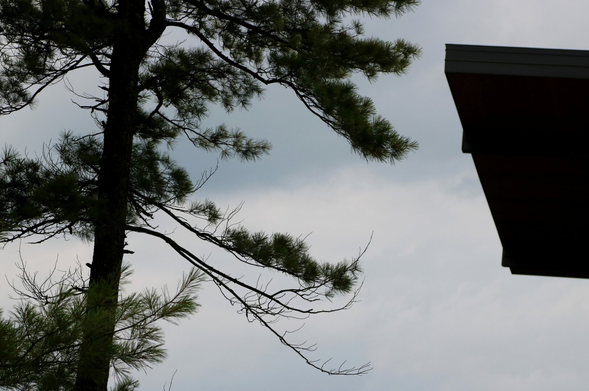 Photograph of the middle section of a large red pine, showing its very straight trunk and several large branches covered in long green needles, backlit against a grey, cloudy sky. The tree is leaning slightly to the right, towards the cantilevered section of the roof of a nearby building, a reception pavilion belonging to an inn, which blends in well with the surrounding landscape.

Photographie de la section du milieu d'un grand pin rouge, montrant son tronc très droit et quelques grosses branches, couvertes de longues aiguilles vertes, à contrejour devant un ciel grisâtre et nuageux. L'arbre est légèrement penché vers la droite, vers la section en porte-à-faux du toit d'un bâtiment situé tout près, un pavillon d'une auberge consacré aux réceptions, et très bien intégré dans la nature.