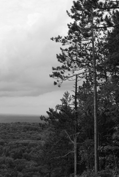 Black and white photograph of tall pine trees with very straight trunks, on the mountainside and to the right of the image, with their sparse branches and tufts of long needles. To the left and below, the dense forest with power lines passing overhead. In the background, the sky is gray and cloudy.

Photographie noir et blanc de grands pins aux troncs très droits, à flanc de montagne et du côté droit de l'image, avec leurs branches éparses et leurs touffes de longues aiguilles. Du côté gauche et en contrebas, la forêt dense avec des lignes électriques passant au dessus. En arrière, le ciel gris nuageux.