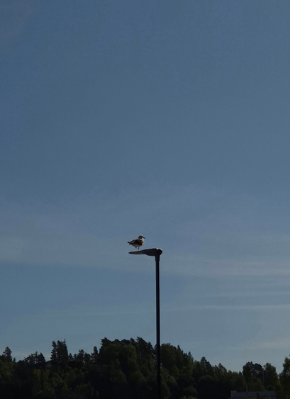 A seagull is standing on one leg on the flat top of a lamppost against a predominantly blue sky