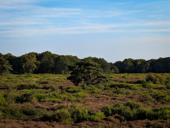A wide, scenic view of an open heathland landscape.

The landscape is covered with low-lying brush, and patches of purple heather blooming across the terrain. Near the middle of the field stands a lone, prominent pine tree with a dark green canopy that rises above the surrounding shrubs.

A dense wall of lush green trees forms a natural tree line spanning horizontally across the horizon. The upper portion of the frame is dominated by a clear blue sky filled with light, wispy, streak-like white clouds.