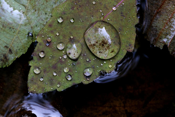 Macro photograph of nearly spherical water droplets of varying sizes resting on a green alder leaf, itself floating on the surface of a small pond. The droplets act like magnifying glasses, enlarging details on the leaf's surface while reflecting light. A black beetle sits just on the leaf's edge. Two other green leaves are slightly submerged on either side.

Photographie macro de gouttes d'eau presque sphériques, de différentes grosseurs et reposant sur une feuille d'aulne verte, elle-même reposant sur la surface de l'eau d'une petite mare. Les gouttes agissent comme des loupes et grossissent des détails sur la surface de la feuille, tout en réfléchissant la lumière. Un coléoptère noir se trouve juste sur le rebord de la feuille. Deux autres feuilles vertes sont légèrement sous l'eau de chaque côté.