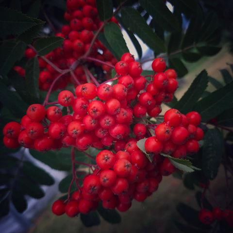 A close-up of a bunch of rowan berries that have already turned red – in Norway, a sure sign that autumn is beginning. For a long time, the abundance of berries has been seen as a predictor of what the winter will be like. The saying quoted here goes: ‘When the rowan trees are laden with berries, the winter will be long and harsh.’