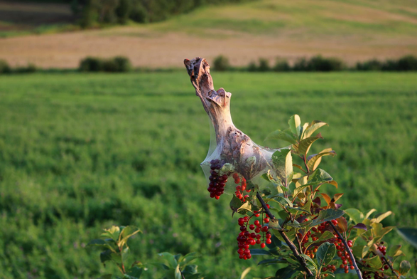 Photograph of a tent caterpillar nest at the end of a cherry tree branch, showing the woven web completely covering the brown leaves, with the caterpillars visible inside, while the rest of the small tree is green and full of clusters of red cherries. Blurred in the background, a landscape of green and gold fields.

Photographie d'un nid de chenilles à tente à l'extrémité d'une branche de cerisiers, montrant la toile tissée recouvrant complètement les feuilles brunes, avec les chenilles visibles à l'intérieur, alors que le restant du petit arbre est vert et rempli de grappes de cerises rouges. Flou derrière, un paysage de champs verts et dorés.