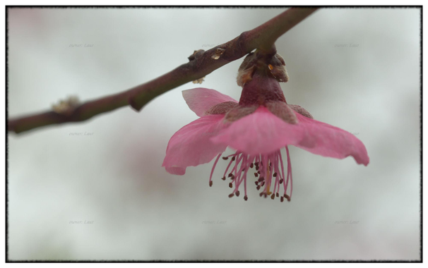 Flower, color, photo
