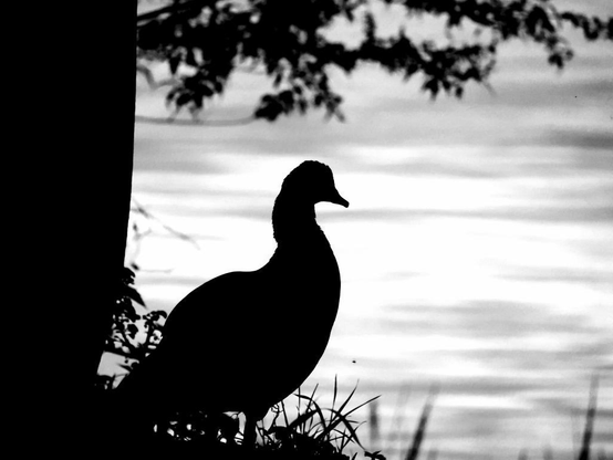 Schwarz-weißes Foto einer Nilgans neben einem Baumstamm. Im Hintergrund ist unscharf die Mosel zu sehen. Durch die harten Kontraste wirkt das Bild wie ein Scherenschnitt.