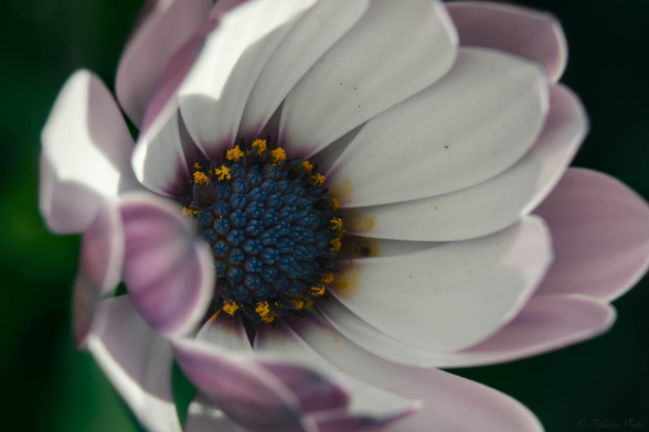 A macro close up of an African Daisy, looking into the deep blue centre, petals all around and some green at the edges.  The petals are white topped with pink undersides and are not fully open for the day, still a steep sided cone shape.  Some of the centre has opened around the rim with pollen stalks topped in yellow.