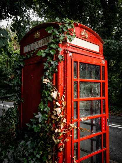A classic British red telephone box on the side of a rural paved road with a white dividing line. It is overgrown with creeping green ivy and dry, brown leaves. At the top of the weathered booth there are embossed Tudor crowns with one set over a "TELEPHONE" sign. In the background is thick green foliage.
