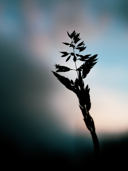 A close-up, minimalist silhouette of a wild grass stem against a soft, dusk sky with pastel blues and pinks.
