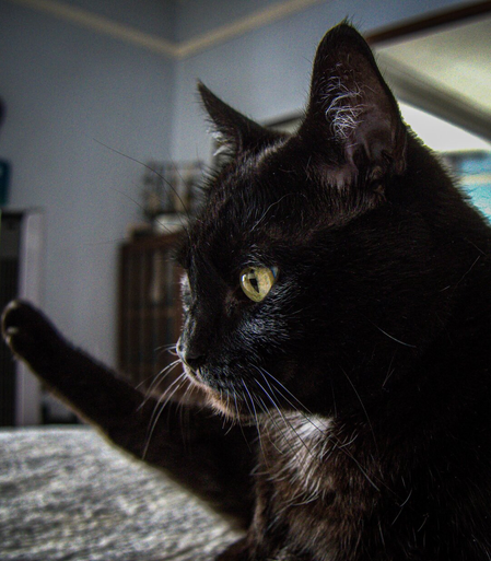 A moody, close-up profile of a black cat with a white chest patch, captured mid-groom with one leg extended out in front of him. His head is slightly lowered and his vibrant yellow eye is gazing blankly into the distance. The light bounces off his sleek fur and his prominent whiskers.