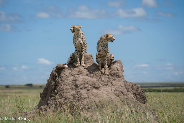 Two cheetahs sit atop a termite mound surrounded by long grass.