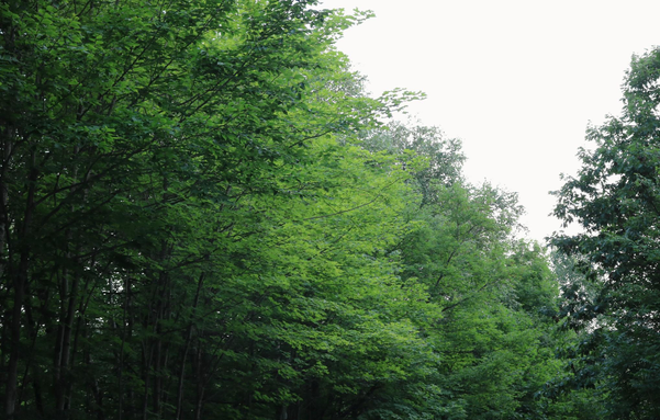 Photograph of trees in the forest, very green deciduous trees, showing only subtle nuances in the middle of summer. The diffused light in the leaves still allows glimpses of lime, mint, and bottle green.

Photographie d'arbres dans la forêt, des feuillus très verts, ne montrant que des nuances subtiles en plein milieu de l'été. La lumière diffuse dans les feuilles laisse quand même entrevoir un peu de lime, de menthe et de vert bouteille.