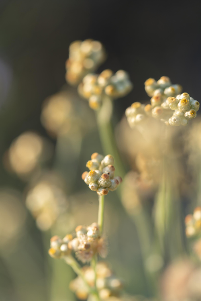 a macro photo of Helichrysum buds just before opening against warm sunlight. tight little clusters of pearly round buds on straight stems