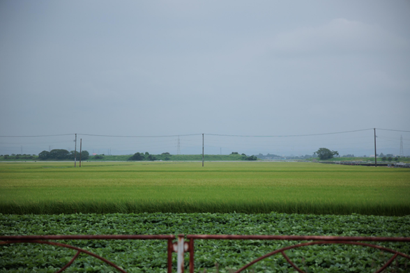 Green rice fields under a cloudy sky, with power lines and a rusty red guardrail in the foreground.