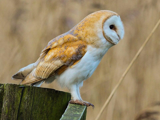 Aged animal individuals often become unable to survive because their sensory organs increasingly fail to function. An animal that can no longer interact with others of its conspecifics, because it can no longer perceive them, will not survive long in a social group. Similarly, an animal unable to smell, see, or hear its food will sooner or later starve.
However, researchers have now discovered using Tyto alba  that owls retain their most important sense, hearing, well into old age. According to the authors, owls are capable of regenerating lost hair cells in the inner ear.

© Stefan F. Wirth, August 2026, Berlin

Reference 
B. Krumm er al (2017):
https://doi.org/10.1098/rspb.2017.1584

Photo:
Tyto alba; Wales. 2016. detail of: File:Tyto alba tylluan wen.jpg, author User:Alun Williams333, licensed under https://creativecommons.org/licenses/by-sa/4.0/deed.de